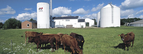 Blaahoej biogas med koeer