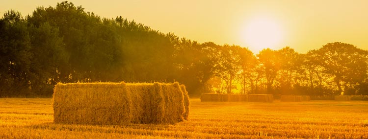 halm sol